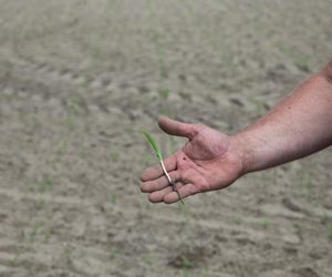 Żurawie zjadły mi kukurydzę