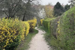 Wiosna w Lublinie rozkwitła kolorami! 