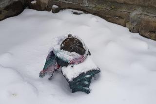 Figurki WidziMisie w zimowej odsłonie. Zobacz białostocką atrakcję [GALERIA]