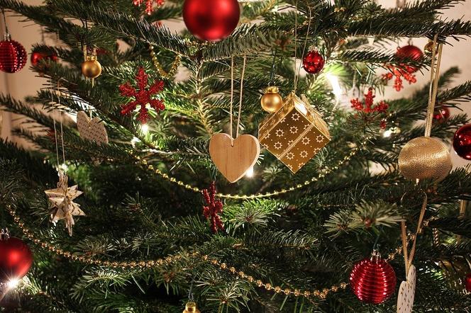 Gdzie kupić choinkę w Olsztynie? Ile kosztuje świąteczne drzewko?
