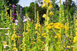 Łąka kwietna. Fakty i mity