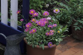Przepis na kolorowy balkon jesienią. Te rośliny posadź we wrześniu 