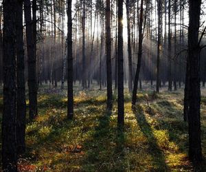 Krupski Młyn najbardziej zalesioną gminą w Polsce