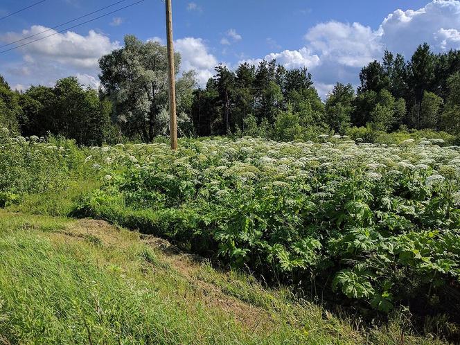 Barszcz Sosnowskiego na Warmii i Mazurach. Gdzie występuje? Na mapie ponad 200 lokalizacji!