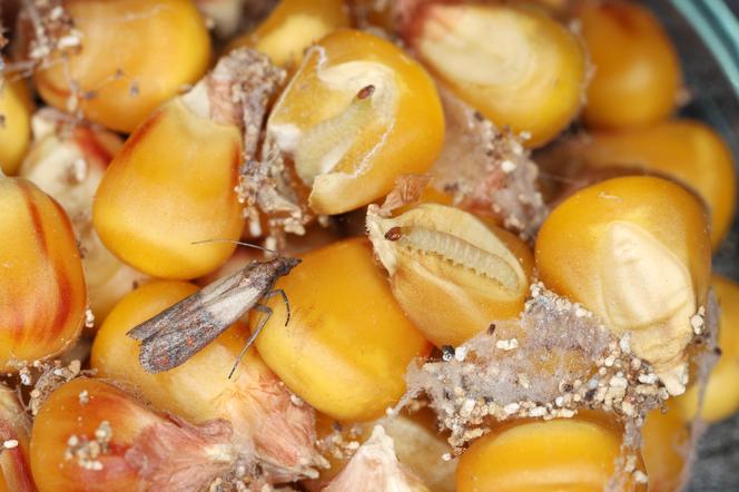 Mole spożywcze w kuchni: jak zwalczyć? Jak poradzić sobie z plagą moli spożywczych?