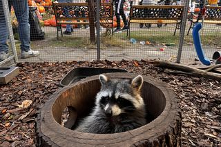 Zagroda 3 siostry w Kamieniu przyciągnęła całe rodziny w ciepły jesienny weekend ZDJĘCIA