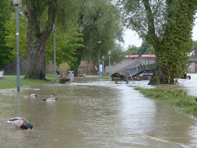 Choroby układu oddechowego