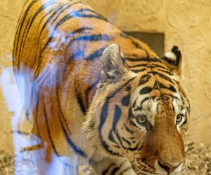 Nowy mieszkaniec w śląskim zoo. Tygrys Tiber już zachwyca odwiedzających 