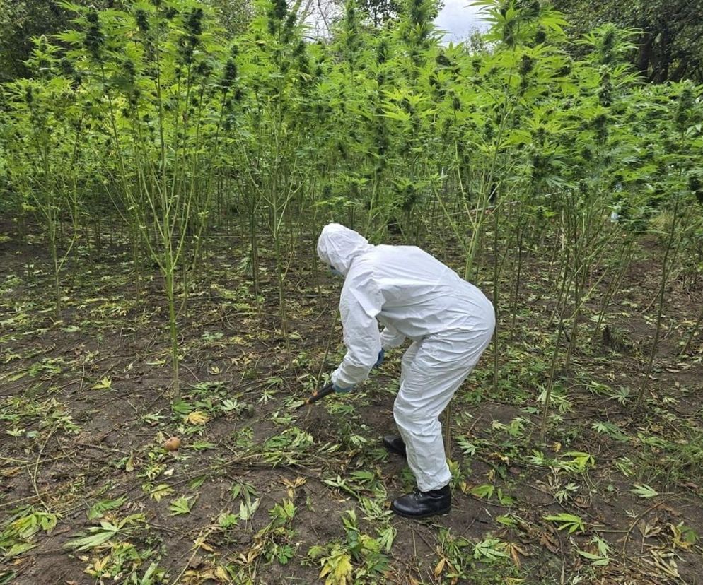 Gigantyczne plantacje marihuany w Starachowicach i Brodach