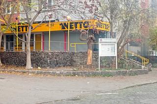 Ktoś celowo niszczy drzewa w centrum Szczecina