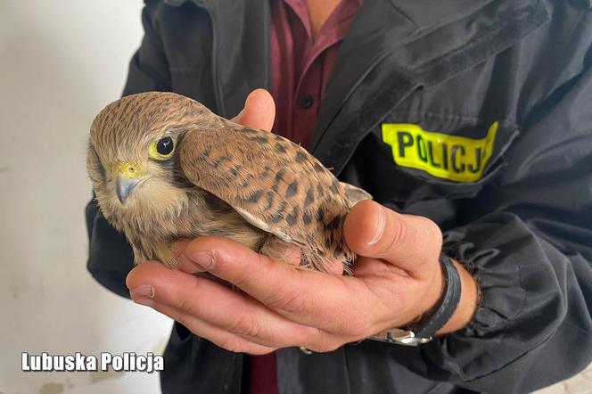 Z sufitu w komendzie dobiegały dziwne dźwięki. Oczom policjantów ukazał się niecodzienny widok!