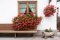 Pelargonie będą kwitły do późnej jesieni - składniki nawozu masz w kuchni!