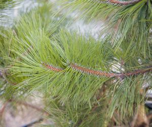 Sosna czarna - Pinus nigra