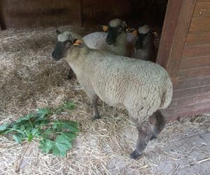 Mini ZOO w Lesznie ma nowych mieszkańców. To owce, konie i osioł