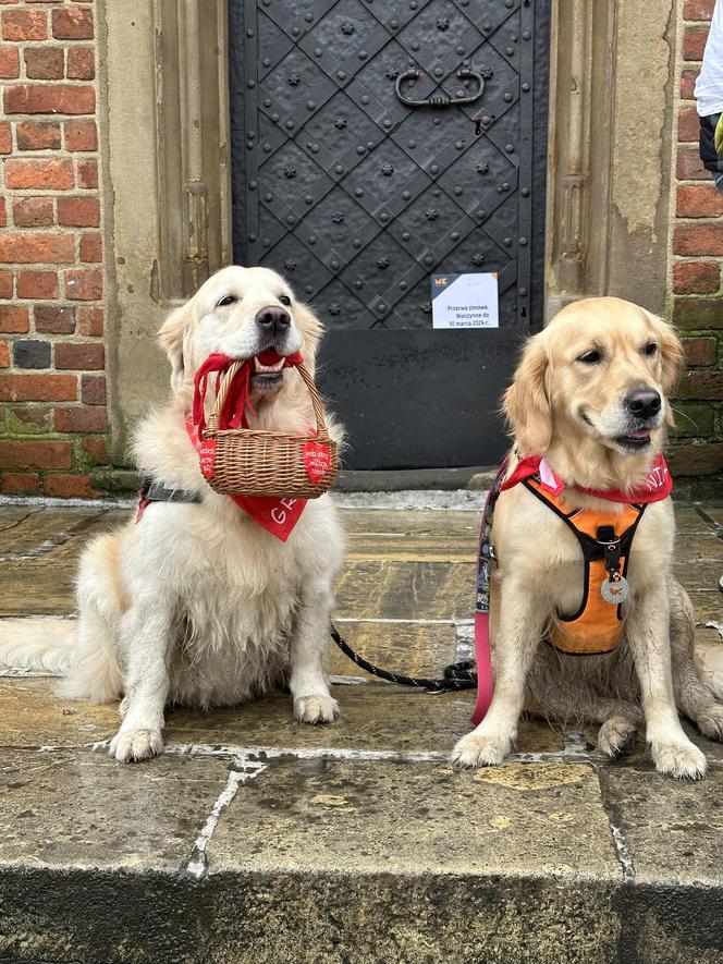 WOŚP 2024 w Krakowie. Grupa Golden Retriever opanowała cały Rynek Główny!