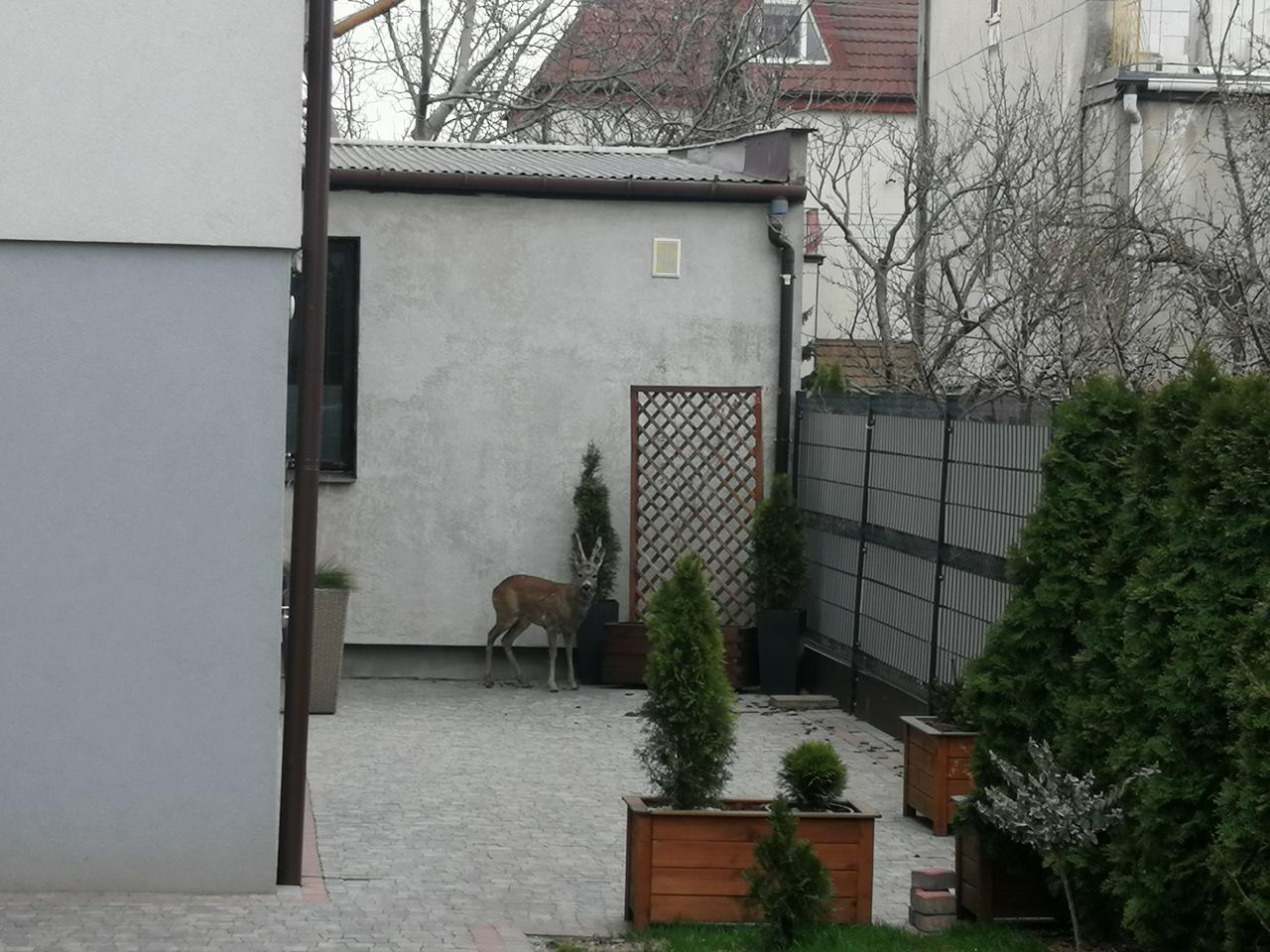 Jelonek w odwiedzinach na ulicy Filtrowej w Płocku