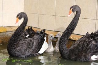 Maluszki w warszawskim ZOO