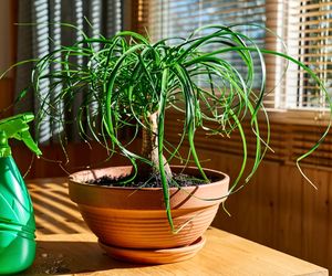 Beaucarnea recurvata