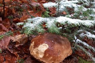 Pierwszy zimowy weekend w Bieszczadach