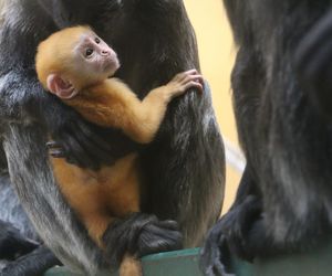 Lutung jawajski w gdańskim zoo