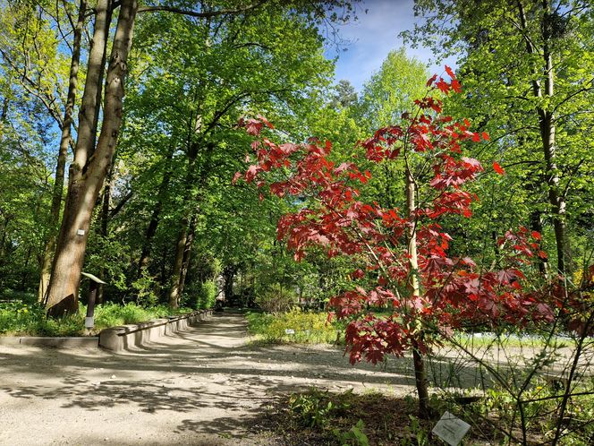 Wiosna w Ogrodzie Botanicznym UKW, czyli spacer wśród zieleni