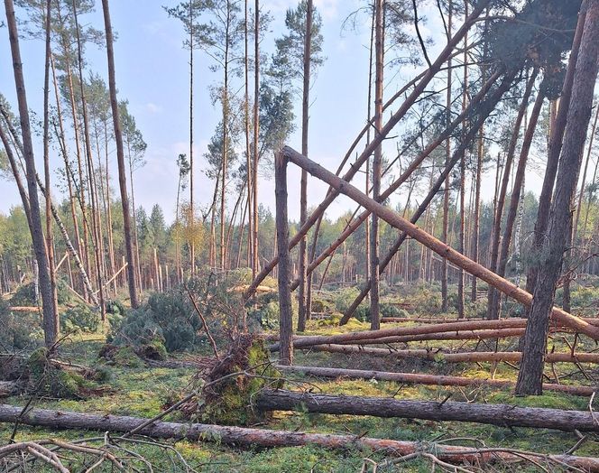 straty w Nadleśnictwie Kozienice 