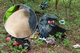 Zgroza w lesie pod Świeciem! Martwy pies w worku foliowym ze związanymi łapami. Policja szuka sprawcy bestialskiego czynu
