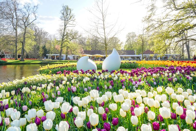 Białe tulipany w ogrodzie Keukenhof