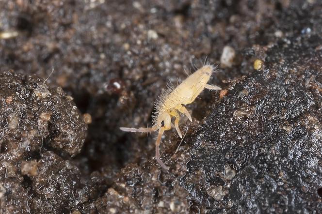 Skoczogonki — małe białe robaki w doniczce.