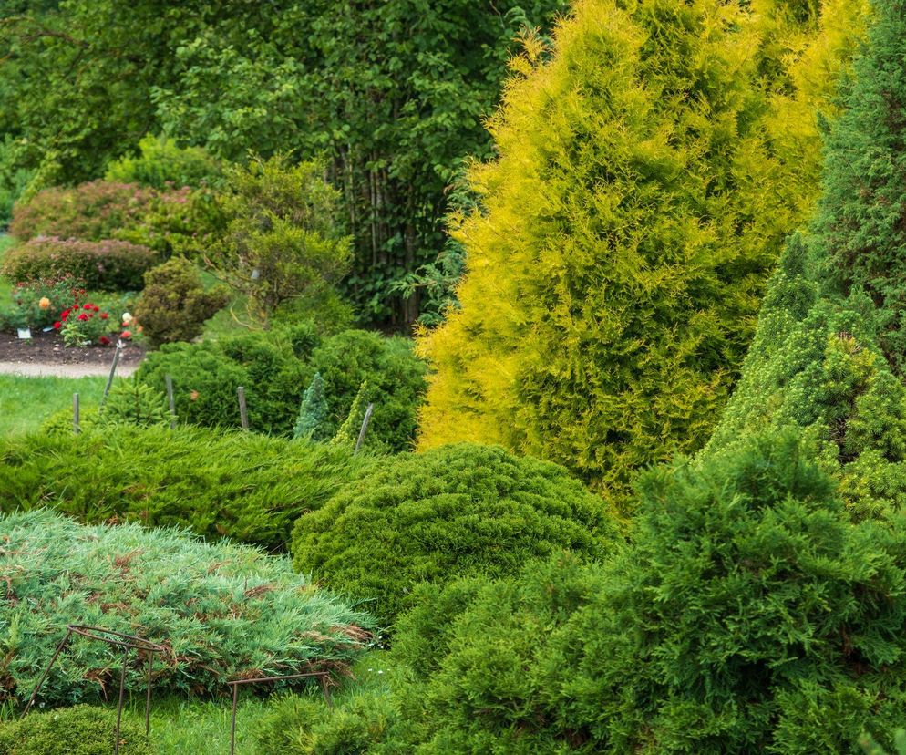 Dlaczego warto sadzić iglaki w ogrodzie?