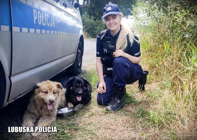 Zielonogórscy policjanci zaopiekowali się porzuconymi psami