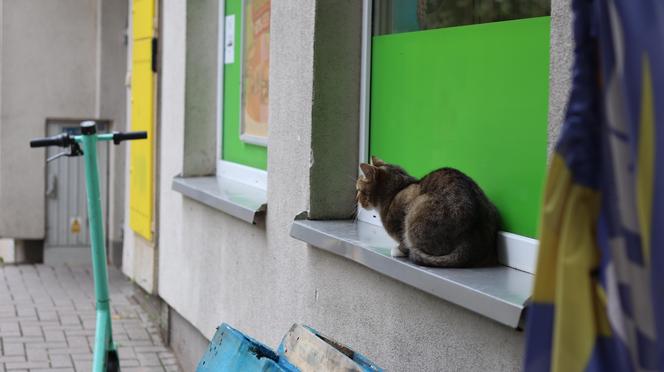 Ten kot to idol studentów w Lublinie