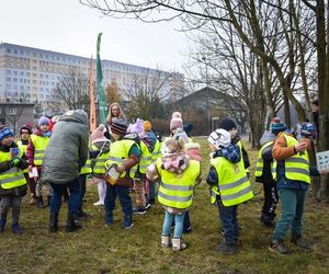 Zasadzili nowy las w Rybniku. I to w centrum zabudowy. Las Miyawaki wyrośnie nawet 3 razy szybciej