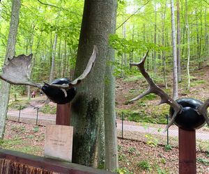 Zaczarowany ogród Alicji w Krainie Czarów i ścieżka spacerowa w lesie. Leśny Ogród Botaniczny Marszewo