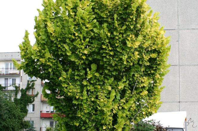 Wiąz holenderski 'Wredei'