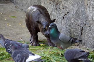 Hipopotam karłowaty z wrocławskiego zoo