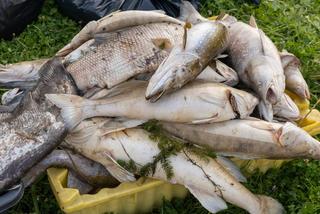 Zakaz korzystania z wód Kanału Gliwickiego! Jest decyzja wojewody. Wyłowiono tam 1,5 tony śniętych ryb