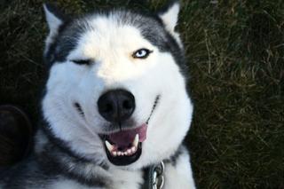 Pozwolenie na kopulację psów