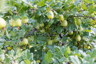 Agrest = Porzeczka agrest - Ribes uva-crispa