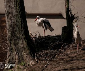 Naziemnne gniazda bocianów