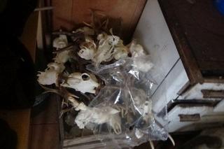 Schwytali kłusownika. W bagażniku miał martwe zwierzęta 