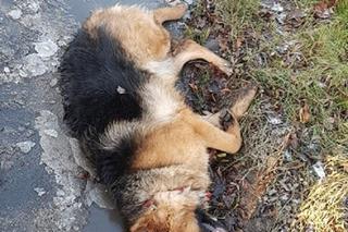 Iława: Potrącił psa i uciekł! Obrońcy zwierząt szukają sprawcy w sieci