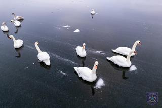 Zachowanie łabędzi niepokoi mieszkańców. Życie ptaków zagrożone?