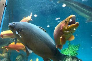 Gigantyczne akwarium na targach Rybomania 2017