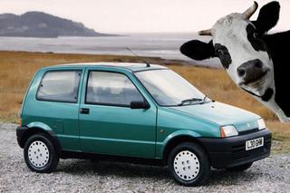 Fiatem Cinquecento podróżowała krowa. Bez tego zdjęcia nikt by nie uwierzył