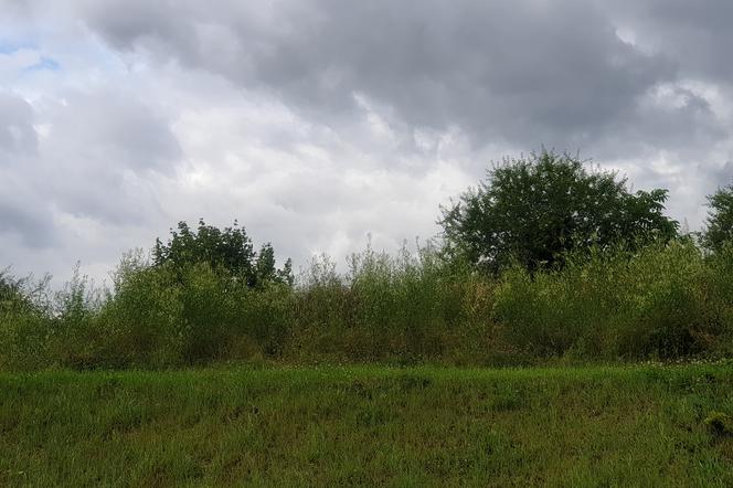 Wysoka trawa zauważalna jest w całej przestrzeni Gdańska