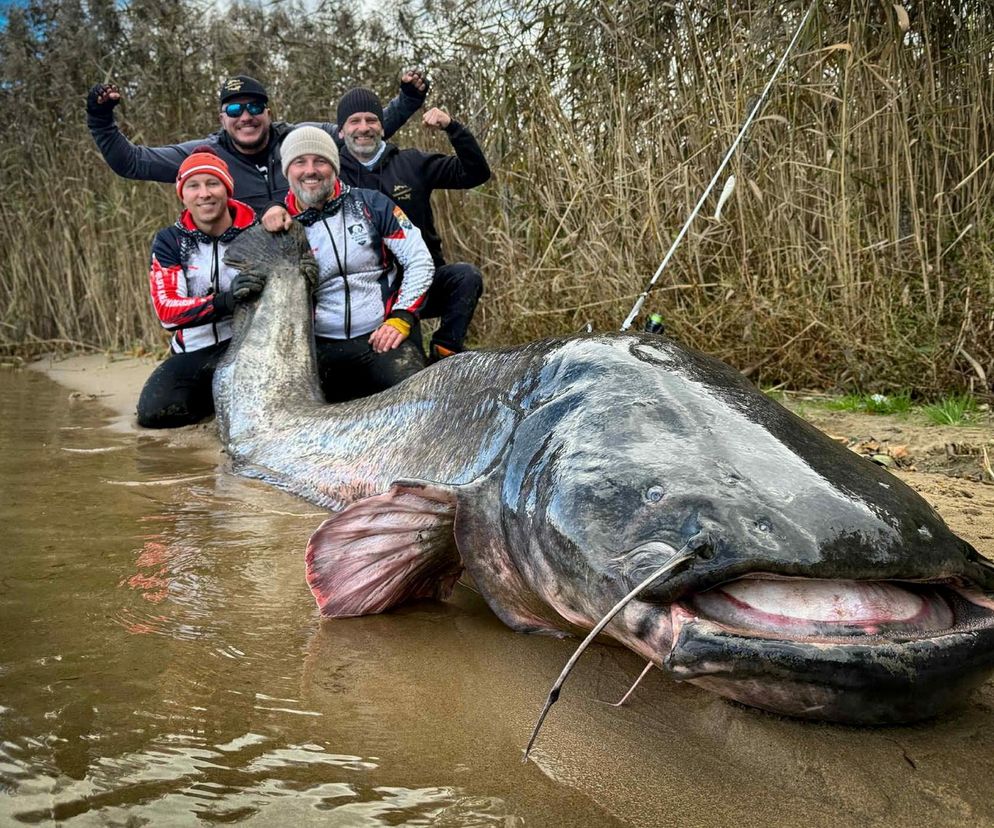 Polscy wędkarze złowili suma giganta o długości 292 cm. To nowy rekord świata!