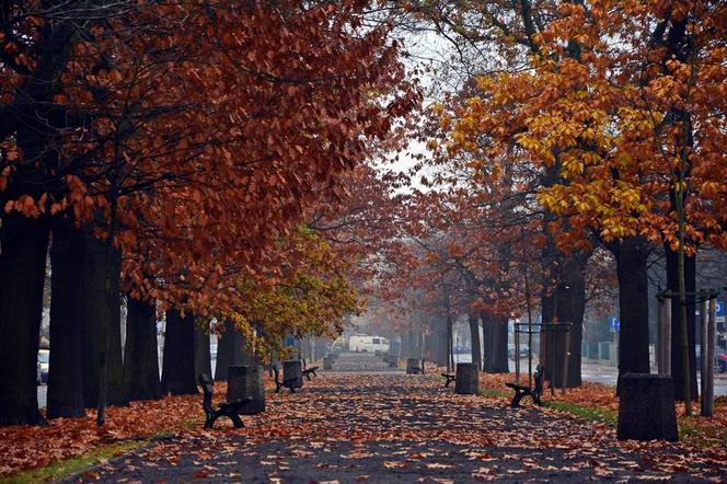 Aleja Ossolińskich w jesiennym klimacie
