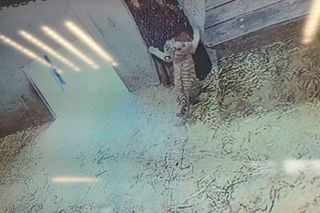 Opolskie tygrysiątka wyjdą na wybieg już w listopadzie