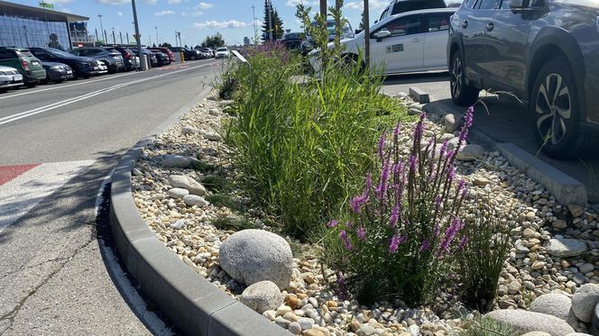 Tak wygladają ogrody deszczowe na parkingu przed terminalami Katowice Airport